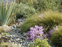 purple flowers long grass